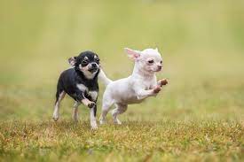 Wir sind am 09.09.2017 geboren, geimpft, entwurmt und tierärztlich untersucht. Chihuahua Welpen Chihuahuaseite De