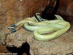Sea snakes (elapidae, hydrophiinae) as of 2018, more than 70 species of sea snake are recognised, in 17 genera. Image Orthriophis Taeniurus Ridleyi Cave Dwelling Rat Snake Biolib Cz
