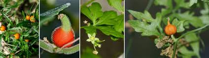 Image result for Eureiandra sp. A