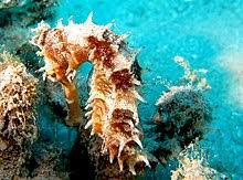 Seahorse Wikipedia