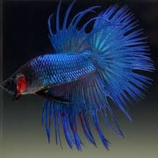 Deriving the name from their unique tail fin characteristics. Live Betta Fish Male Metallic Royal Blue Crowntail Betta Fish Betta Freshwater Aquarium Fish