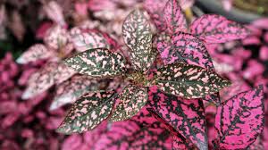Image result for Hypoestes