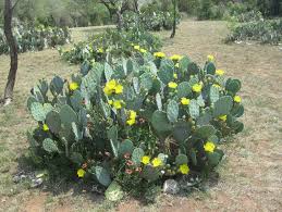 Image result for Opuntia