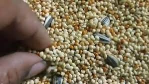 Cara pengobatan cacingan cukup dengan menggunakan combantrin tablet ukuran 125 bisa membantu proses pergantian bulu,serta membuat bulu perkutut tumbuh lebih indah, dan cemerlang. Teknik Kita Pakan Untuk Burung Perkutut Lokal