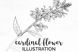 All from our global community of web developers. Flower Stalk Vintage Florals Cardinal 198975 Illustrations Design Bundles Flower Illustration Vintage Flowers Cardinal Flower