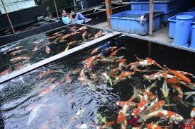 Ikan koi impor semakin mahal harganya. Indonesia Menuju Eksportir Ikan Hias Terkemuka Antara News