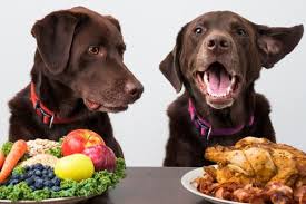 Nourrir Son Chien Sans Croquettes Comment Faire Tous Les Conseils Video En 2020 Nourriture Pour Chiens Faite Maison Nourriture Maison Pour Chien Chien Artisanal