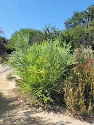 Image result for Acacia kamerunensis