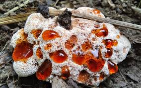 Image result for Heteromorpha sp. agg.