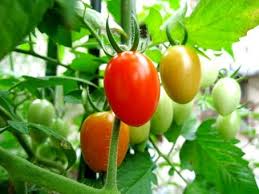 Check spelling or type a new query. Sayuran Wortel Pada Gambar Diatas Termasuk Jenis