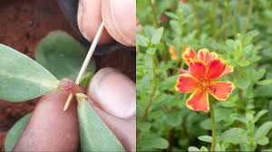 Image result for Portulaca foliosa