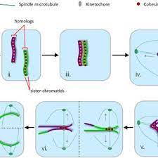 Check spelling or type a new query. Meiosis I Diploid Cell With A Single Pair Of Homologous Chromosomes Download Scientific Diagram