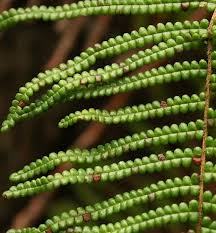 Image result for Gleichenia elongata