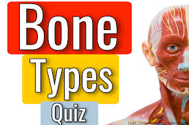 For many people, math is probably their least favorite subject in school. Types Of Bones Quiz For Anatomy
