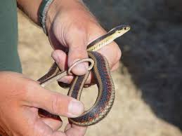 These snakes can often be identified on sight, but sometimes measuring or counting certain scales is necessary to identify a species, especially with snakes in areas where there are species that are. Kids Giant Garter Snake Page Bay Delta Fish Wildlife Office Usfws