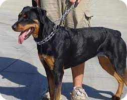 Rotterman is a confident and calm breed. Lathrop Ca Rottweiler Doberman Pinscher Mix Meet Roxie A Dog For Adoption Rottweiler Mix Doberman Pinscher Doberman