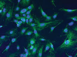 Animal cells are typically round and irregular, while plant cells are rectangular and fixed in shape.3 x research source. An Introduction To Cell Culture Lonza