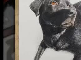 If you want to learn how to draw a dog and draw a realistic dog, you are in the best place. Draw Realistic Pet Portrait In The Traditional Way By Christine0317 Fiverr