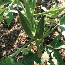 However, if you water the plants every 7 to 10 days, the yield will be higher. Jambalaya Okra Seeds Park Seed