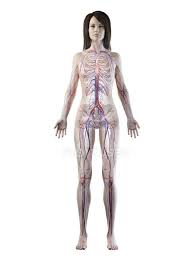 Urinary system of the lower torso. Vascular System In Normal Female Body Digital Illustration Coronary Artery Human Anatomy Stock Photo 312141672