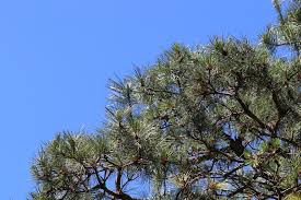 Image result for Pinus rigida
