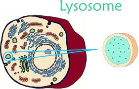 Lysosomes Are Organelles That Involves Water Removal And Digestion They Contain Digestive Enzymes In The Lysosomes They In 2021 Animal Cell Cell Parts Cells Project
