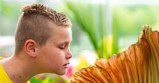 Once again, GVSU's blooming corpse flower draws crowds