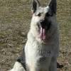 White is considered an improper color in the breed and is not. Https Encrypted Tbn0 Gstatic Com Images Q Tbn And9gct8x0rcsynlqglfnx9pak9zg0pqsv78f9ckuxe1lvmoig2sypm4 Usqp Cau