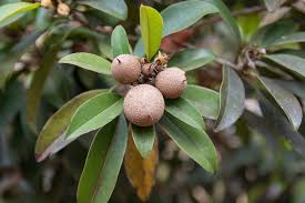 Image result for Manilkara koechlinii