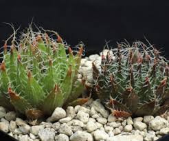 Image result for Oncocalyx bolusii