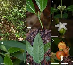 Image result for Pauridiantha dewevrei