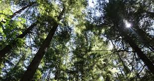 For a traditional appearance, nothing beats a wood floor. What S The Tallest Tree In The World Trivia Questions Quizzclub