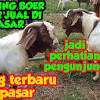 Tidak adanya pemerataan informasi perkembangan ilmu peternakan kepada para peternak kambing domba khususnya yang berada di pedesaan yang tidak terjangkau update terbaru ilmu dan info peternakan. Https Encrypted Tbn0 Gstatic Com Images Q Tbn And9gcruu Ytvl8ajqy1 0txmddg6afyde1objzkivuotzq Usqp Cau