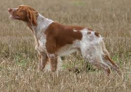 Image result for bretanský dlouhosrstý ohař