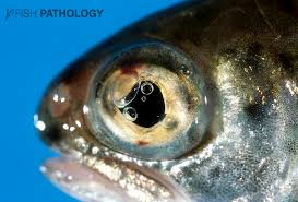 How many heart chambers do jawless fish have? Fish Pathology Fish Pathology