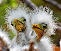 Bird With Fluffy Hair On Head Two Baby Birds With Funny Feathers Beautiful Birds Birds Pretty Birds