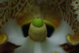 Image result for Monodora stenopetala