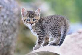 Registriert seit 30.01.2006 beiträge 22 gefällt mir 0. Katze Zugelaufen Oder Gefunden Was Tun Zooplus