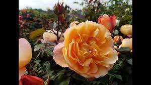 Purchase your lady emma hamilton english rose here at louie's nursery! David Austin Rose Lady Emma Hamilton Glorious English Rose With A Delicious Fragrance Youtube