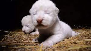 Plenty of white lion pictures to choose from. Rare White Lion Cubs Born In Crimea Safari Park Youtube