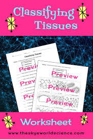 Classifying Tissues Worksheet Anatomy And Physiology Tissue Cell Division