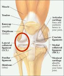 Mcl is one of the four major ligaments of the knee joint that connects your thigh bone (femur) to your shinbone (tibia). Online Physio Forum