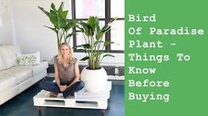 Strelitzia reginae has long palm like leaves that are quite large and waxy, the plant grows a beautiful flower with orange and blue that resembles a bird. Bird Of Paradise Indoor Plant Things To Know Before Buying Youtube
