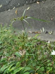 Image result for Cyperus cyperoides