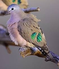 Birds Of South Africa Pictures And Names The Emerald Spotted Wood Dove Is A Pigeon Which Is A Widespread And Often Abundant Resident Breeding Bird In Eastern Africa From Ethiopia To South Africa Taube