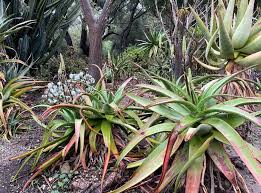 Image result for Aloe spicata