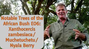 Image result for Xanthocercis zambesiaca