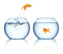 Turn your old tic tac boxes into picture frames. A Goldfish Jumping Out Of The Fishbowl Goldfish Jumping To Another Fishbowl Sponsored Jumping Goldfish Goldfish Fishb Goldfish Fish Bowl Fish Jumps