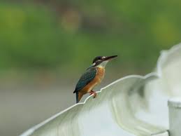 nature 鳥虫giga おしゃれまとめの人気アイデア pinterest yasuhiro kawase カワセミ 夏