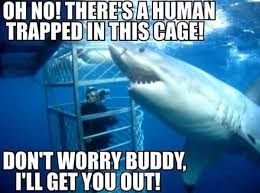 Too Funny Misunderstood Shark Sharks Funny Funny Animal Memes